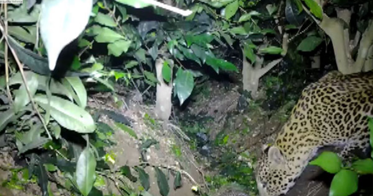 Bengal: Leopard cubs abandoned, reunited with mother by forest officers in Bagdogra